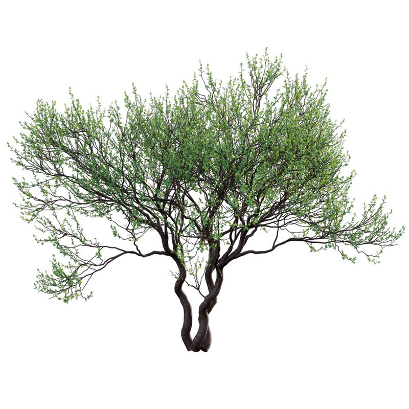 Commiphora glandulosa – Tall firethorn corkwood - Image 2