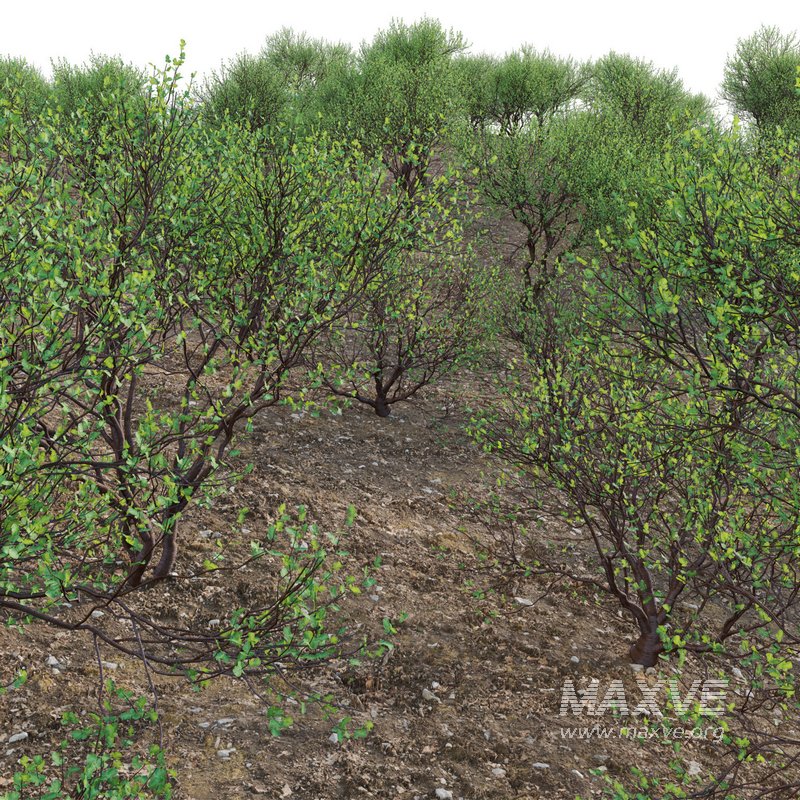 Commiphora glandulosa – Tall firethorn corkwood - Image 3