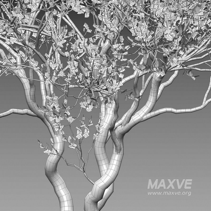 Commiphora glandulosa – Tall firethorn corkwood - Image 4