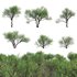 Commiphora glandulosa – Tall firethorn corkwood - Thumbnail 1