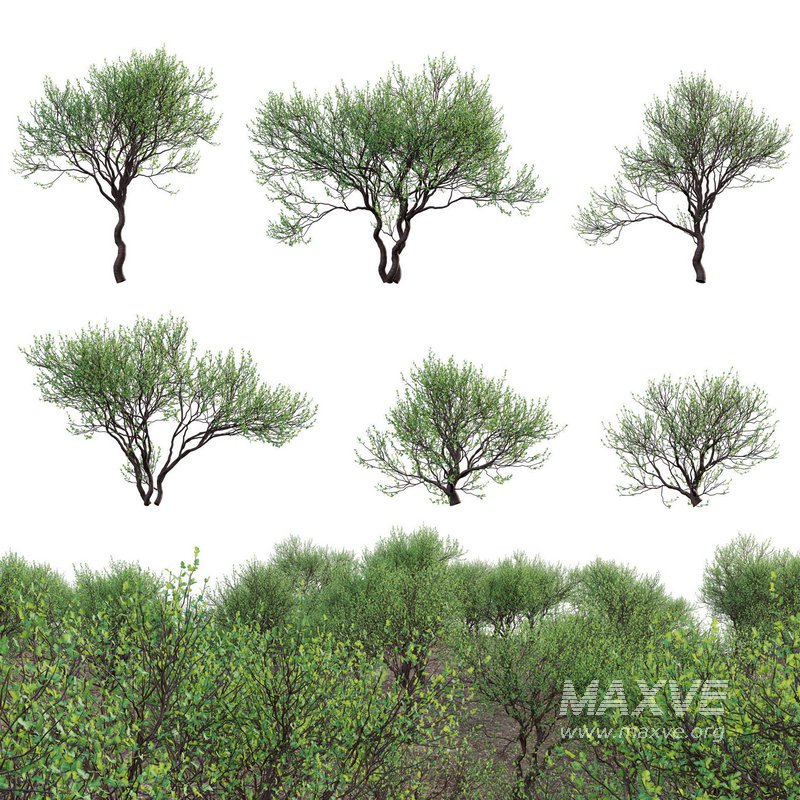 Commiphora glandulosa – Tall firethorn corkwood - Image 1