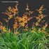 Crocosmia x crocosmiiflora – Montbretia - Thumbnail 2