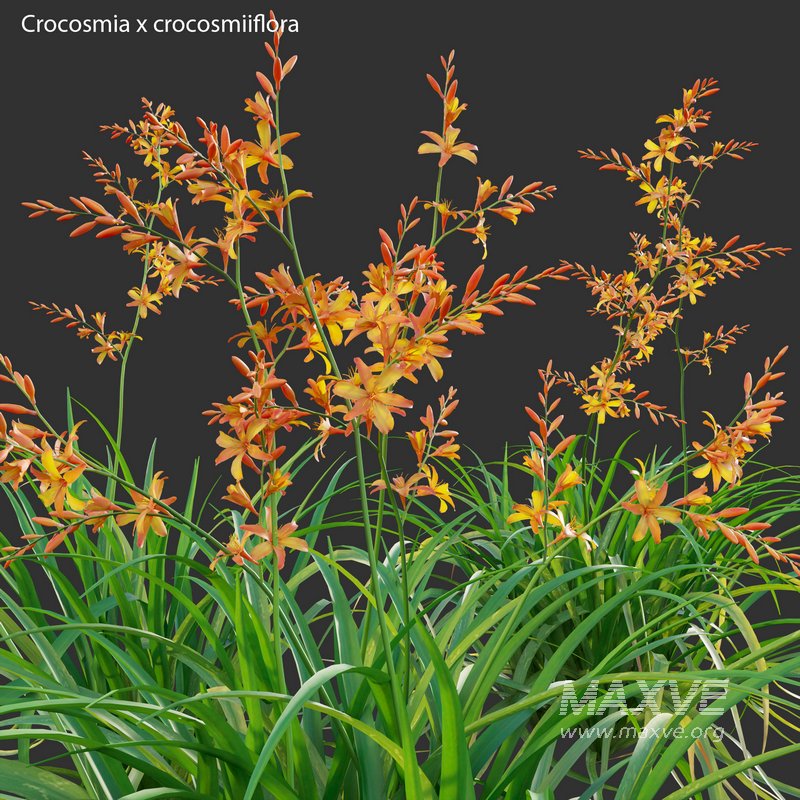Crocosmia x crocosmiiflora – Montbretia - Image 2
