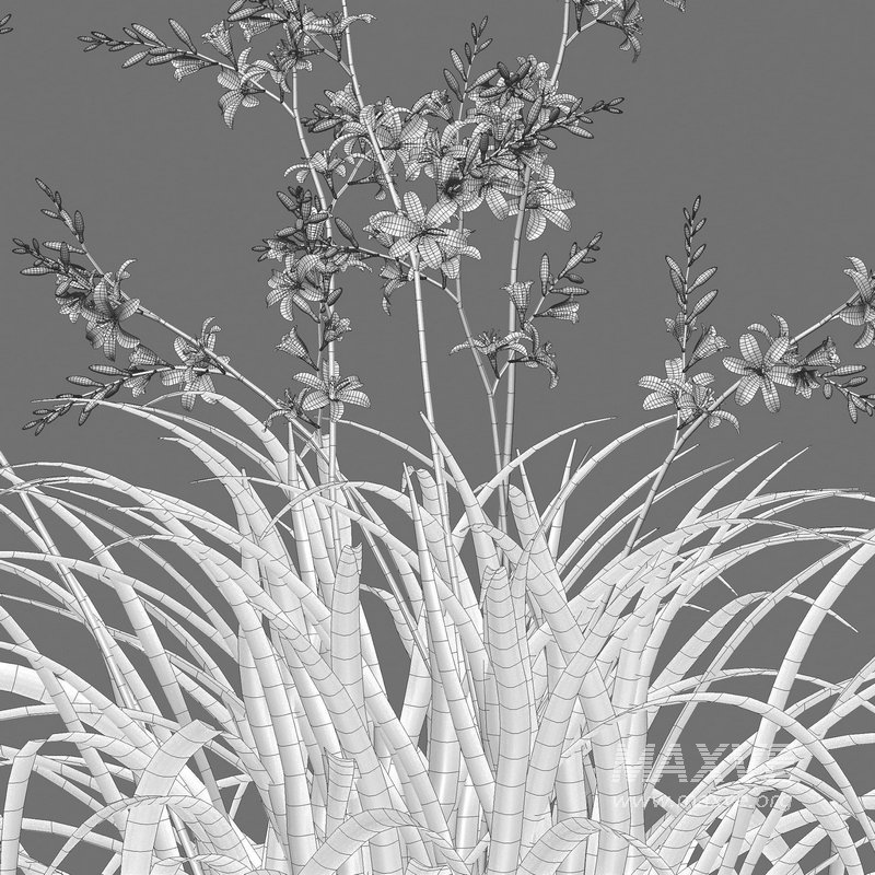 Crocosmia x crocosmiiflora – Montbretia - Image 3