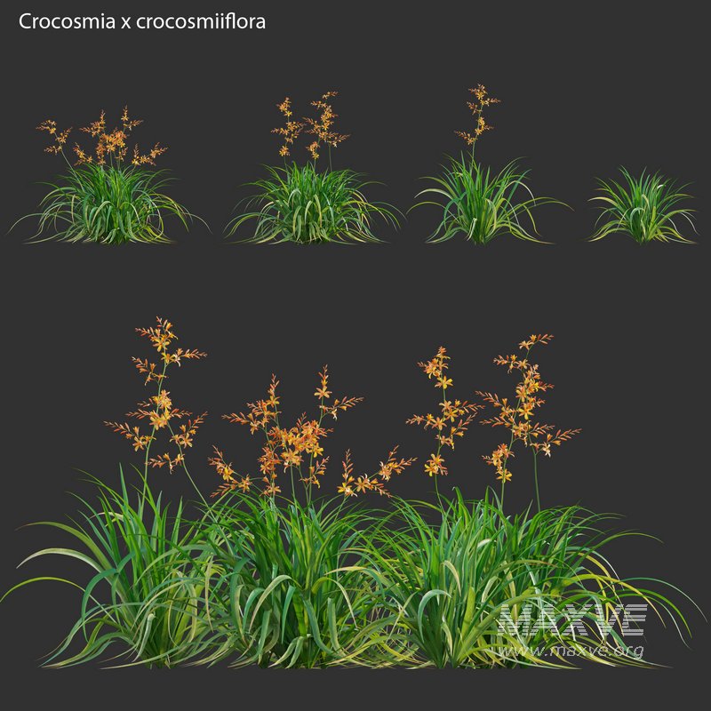 Crocosmia x crocosmiiflora – Montbretia - Image 1