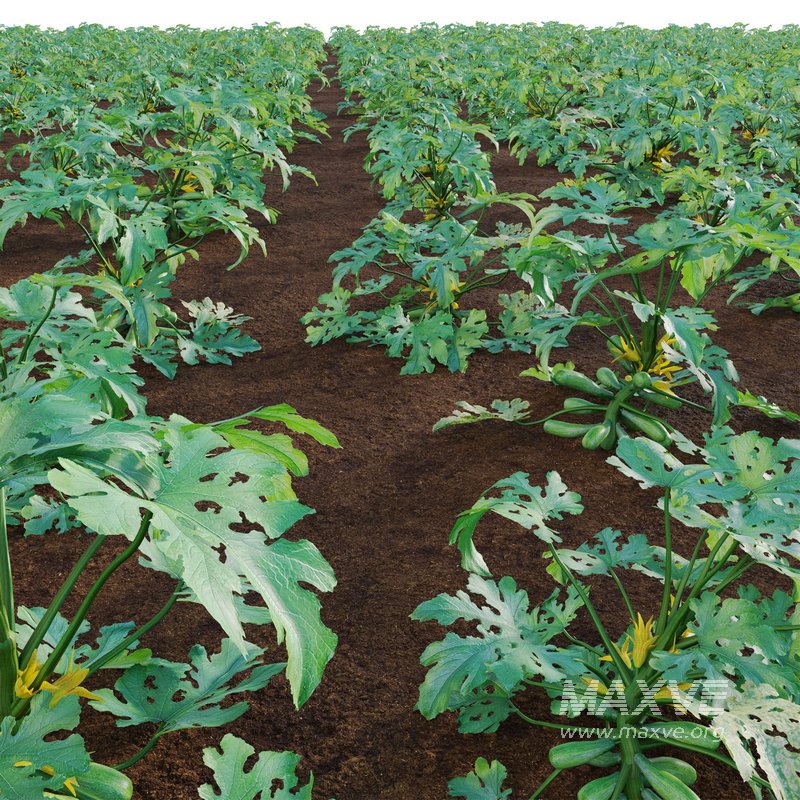 Cucurbita pepo – Acorn Squash – Zucchini - Image 3