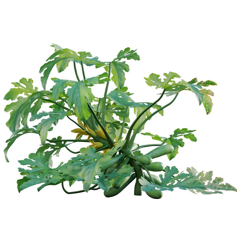 Cucurbita pepo – Acorn Squash – Zucchini - Image 2