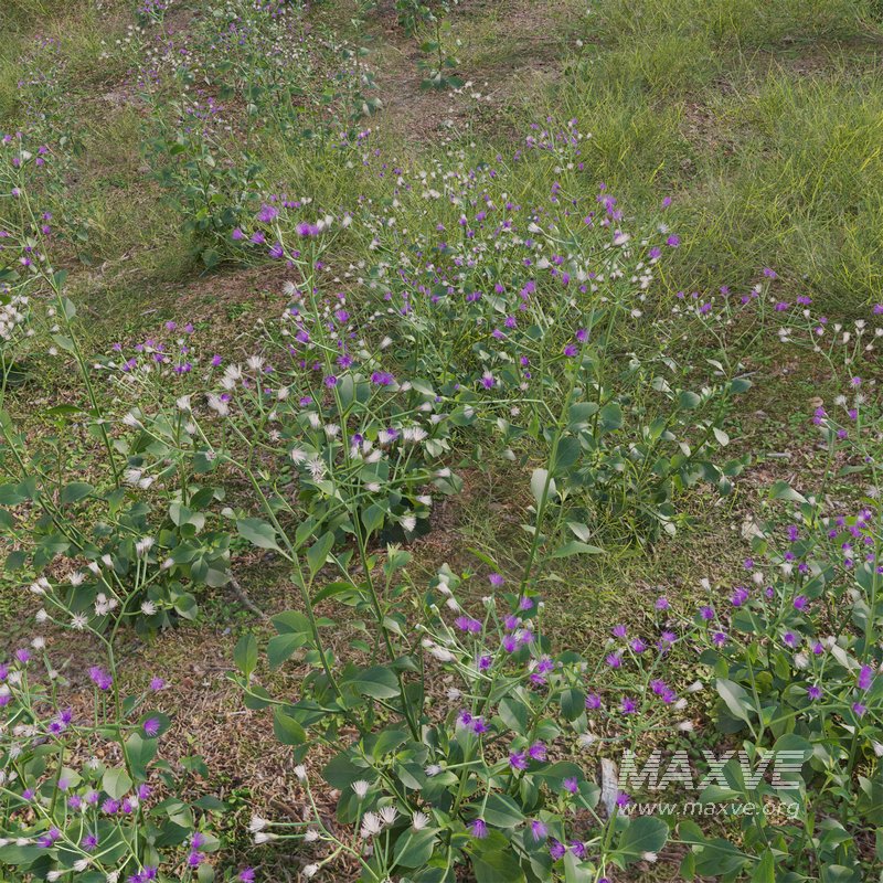 Cyanthillium cinereum – Little ironweed - Image 3