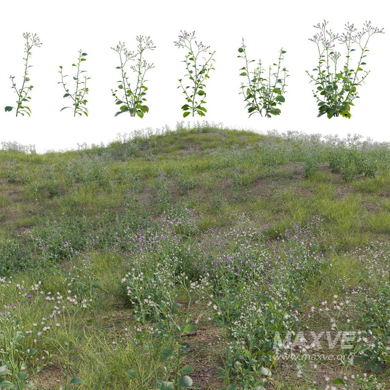 Cyanthillium cinereum – Little ironweed - Image 2