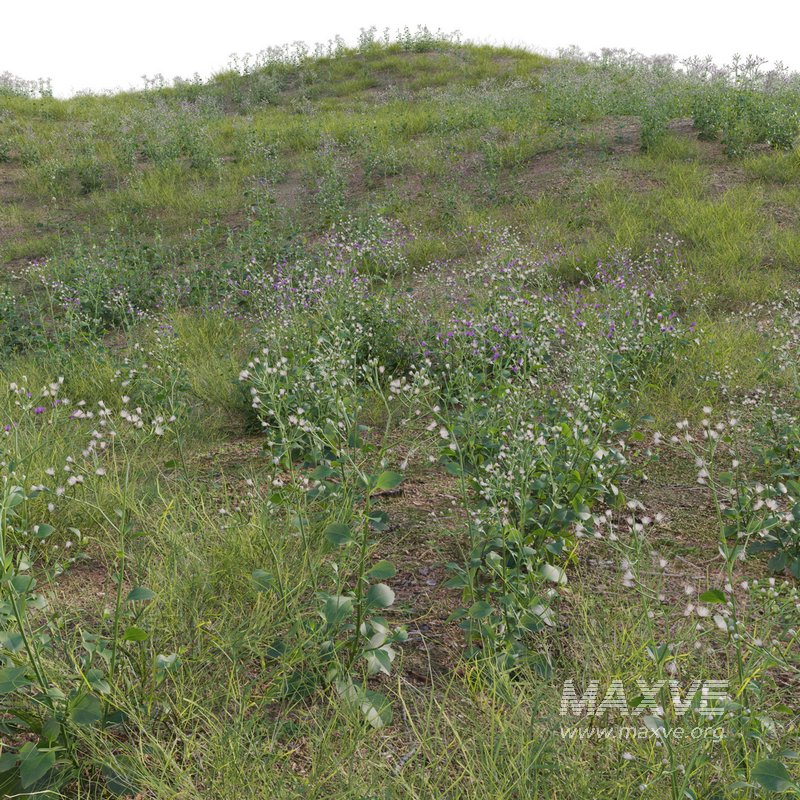 Cyanthillium cinereum – Little ironweed - Image 4