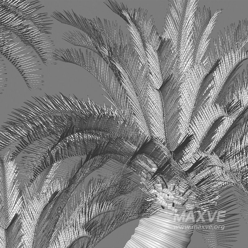 Cycas revoluta – Sago Palm 02 - Image 4