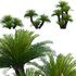 Cycas revoluta – Sago Palm 02 - Thumbnail 1