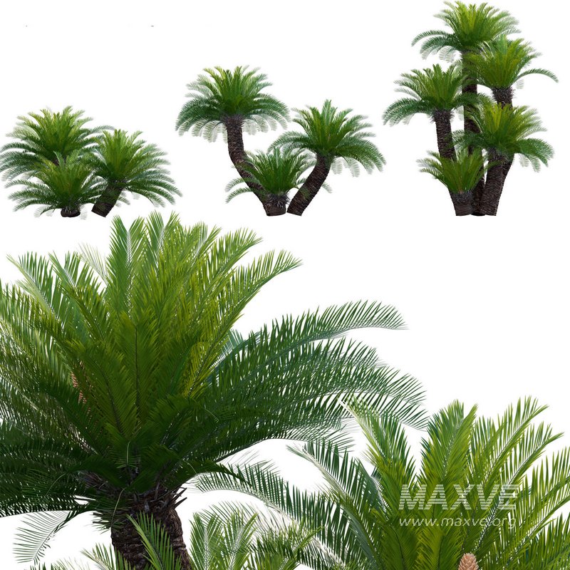 Cycas revoluta – Sago Palm 02 - Image 1