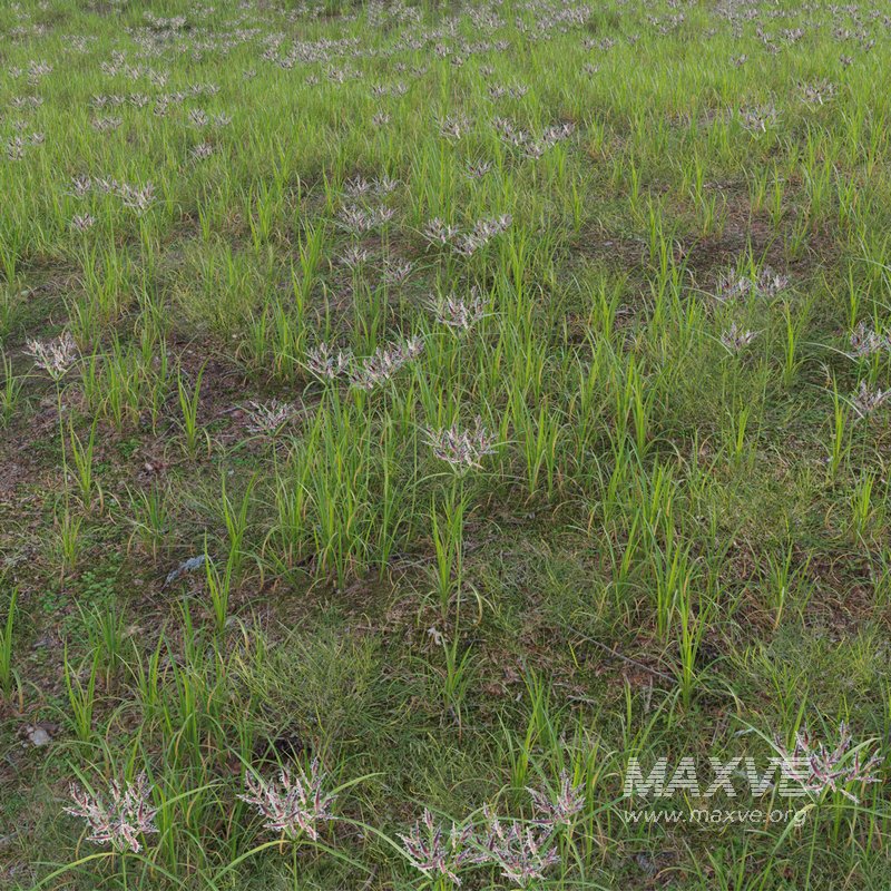 Cyperus rotundus – Purple nutsedge - Image 3