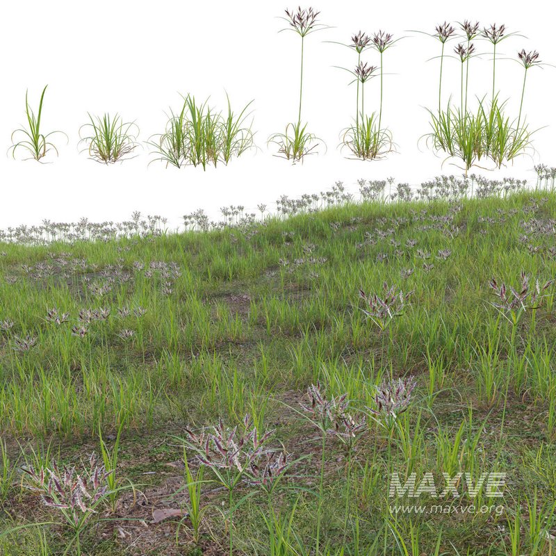 Cyperus rotundus – Purple nutsedge - Image 2