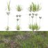 Cyperus rotundus – Purple nutsedge - Thumbnail 1