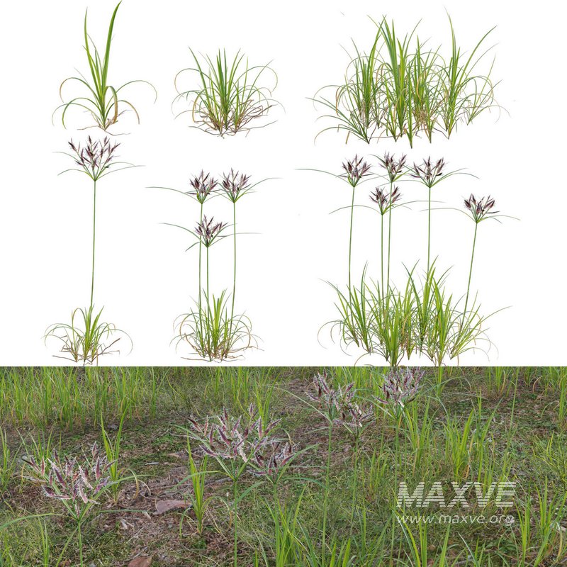 Cyperus rotundus – Purple nutsedge - Image 1
