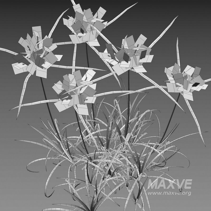 Cyperus rotundus – Purple nutsedge - Image 4
