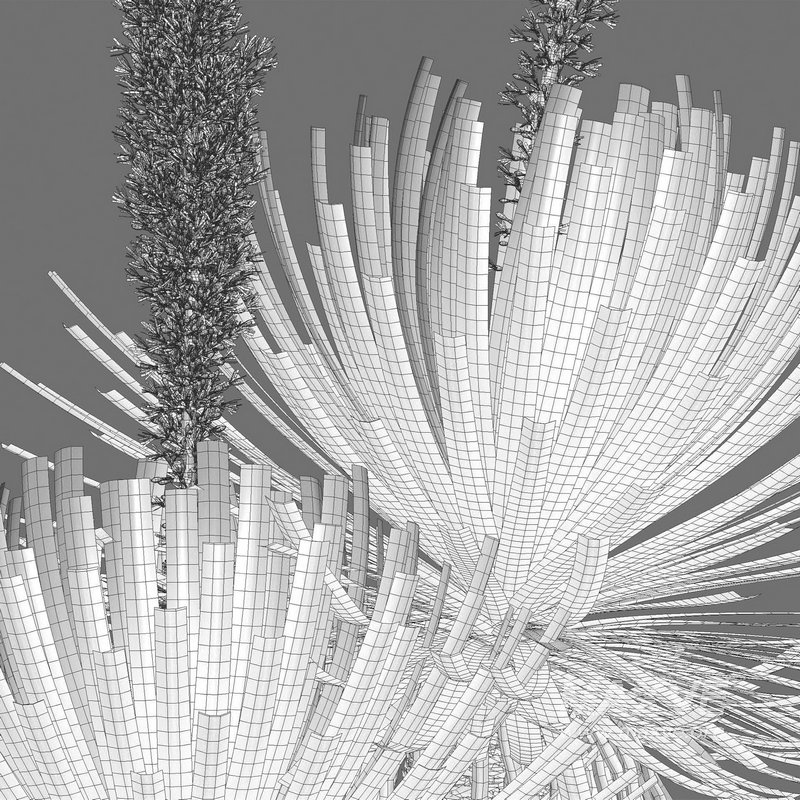 Dasylirion serratifolium – Desert Spoon - Image 5