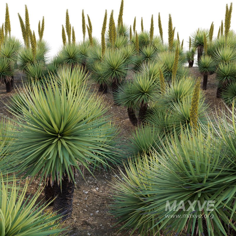 Dasylirion serratifolium – Desert Spoon - Image 4
