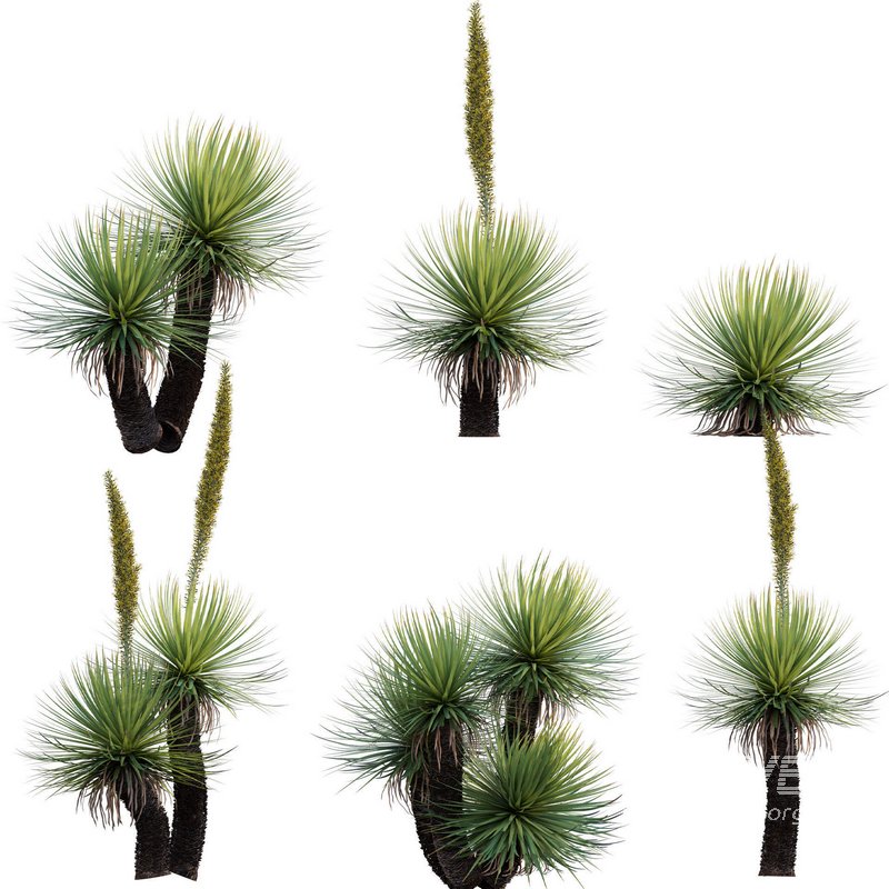 Dasylirion serratifolium – Desert Spoon - Image 1