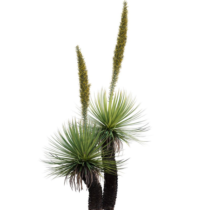 Dasylirion serratifolium – Desert Spoon - Image 2