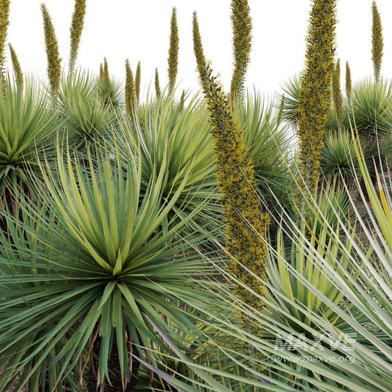 Dasylirion serratifolium – Desert Spoon - Image 3