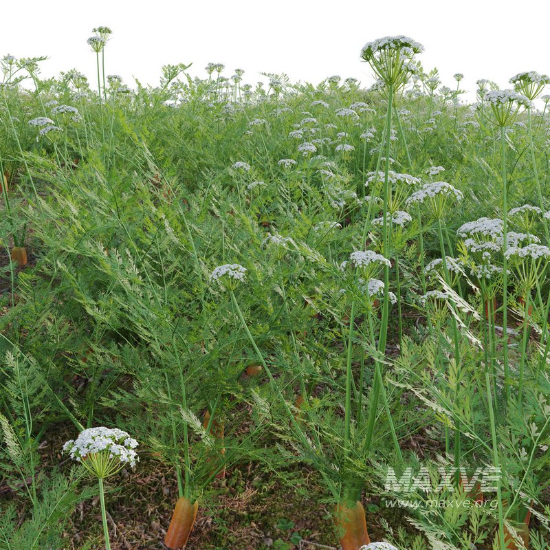 Daucus Carota – European wild carrot - Image 3