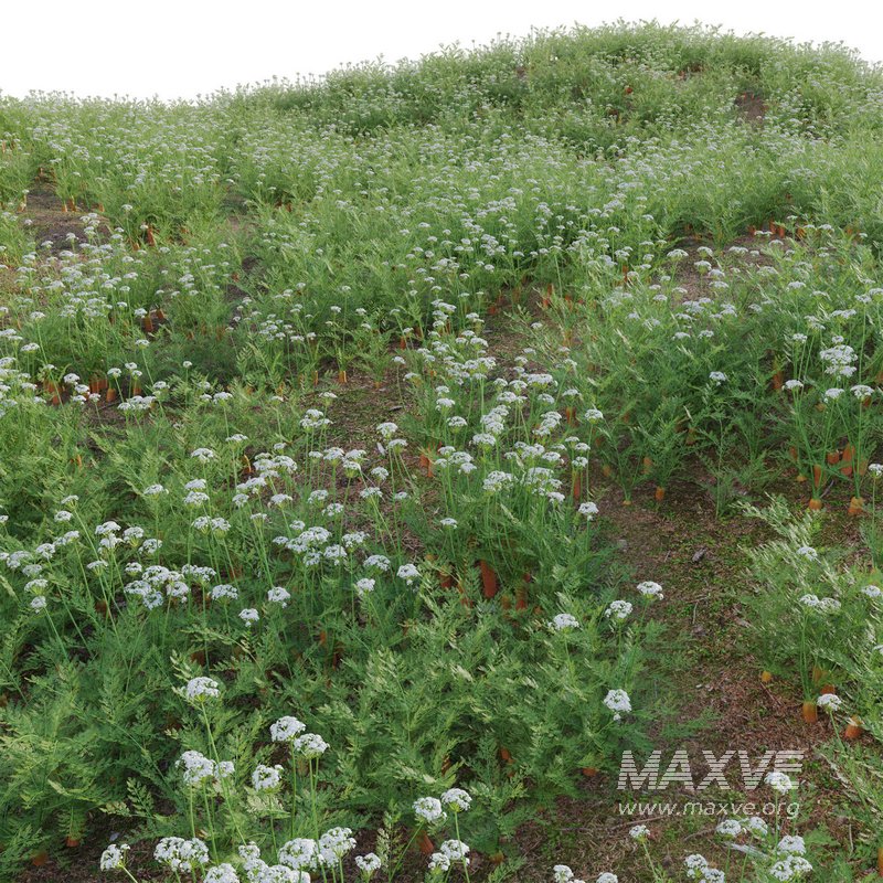 Daucus Carota – European wild carrot - Image 4