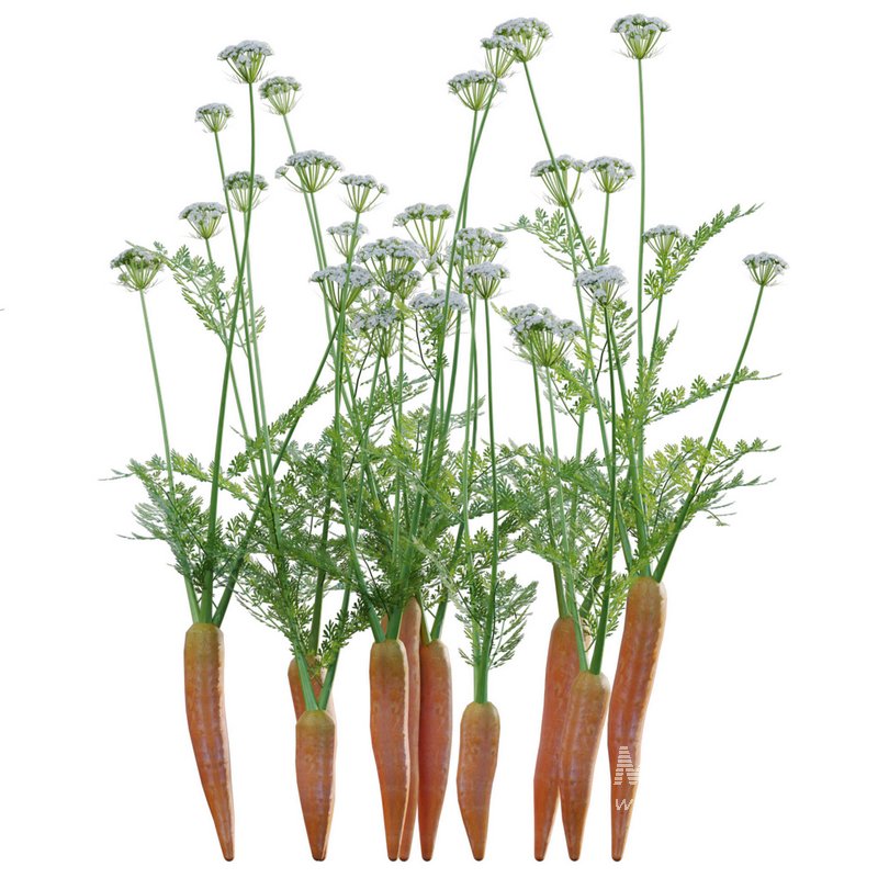 Daucus Carota – European wild carrot - Image 2