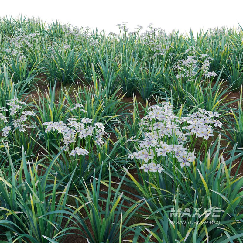 Dietes grandiflora – Fairy Iris - Image 3