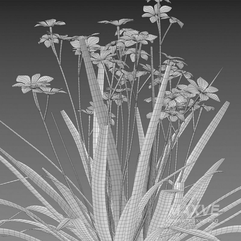 Dietes grandiflora – Fairy Iris - Image 4