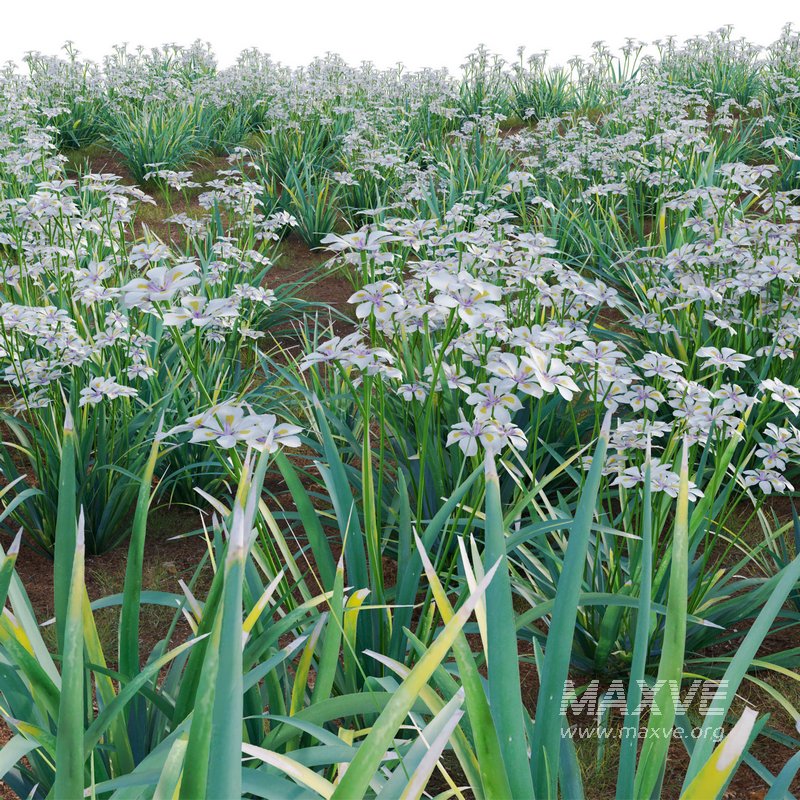 Dietes grandiflora – Fairy Iris - Image 2