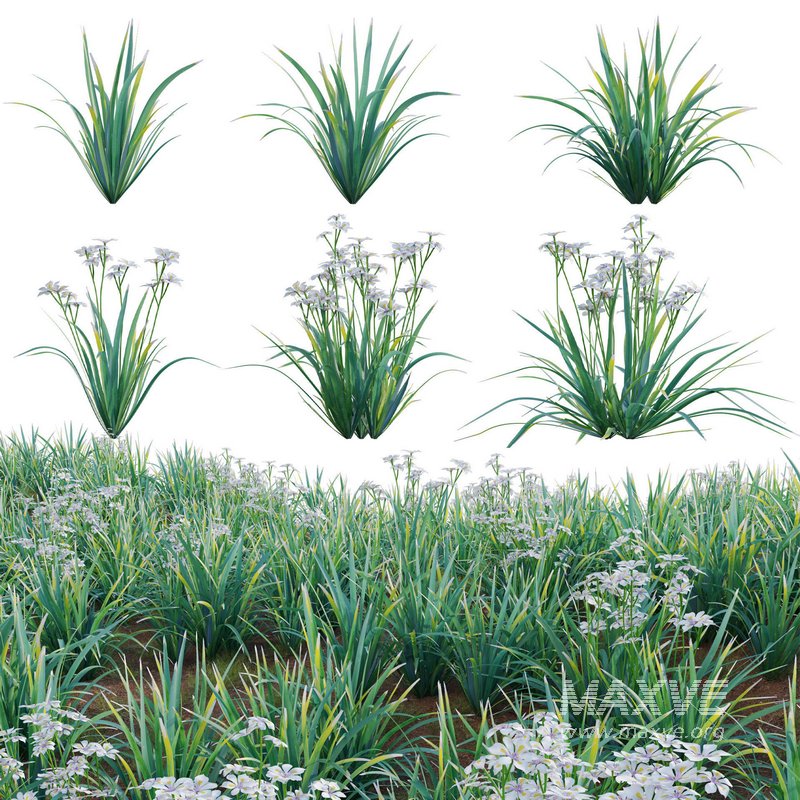 Dietes grandiflora – Fairy Iris - Image 1