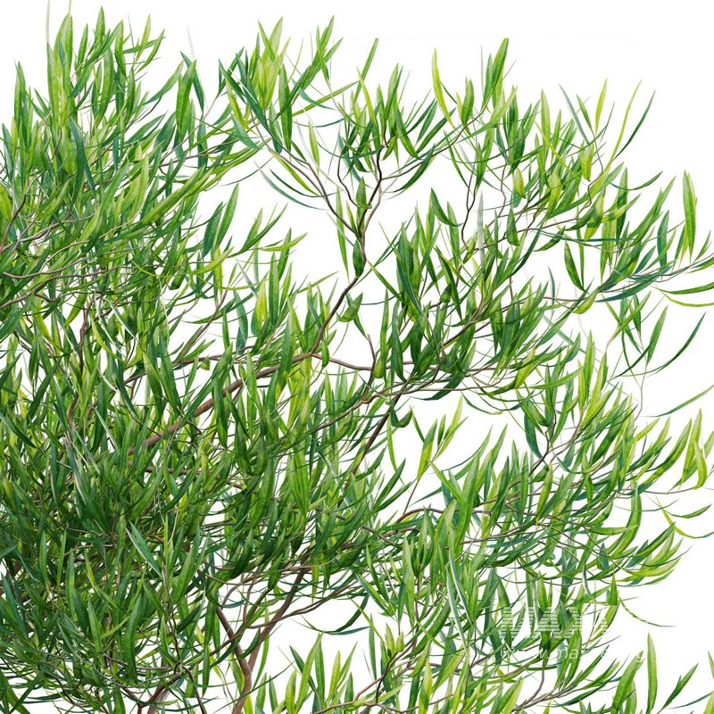 Dodonaea viscosa – Florida Hopbush - Image 3