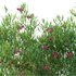 Dodonaea viscosa – Florida Hopbush - Thumbnail 2
