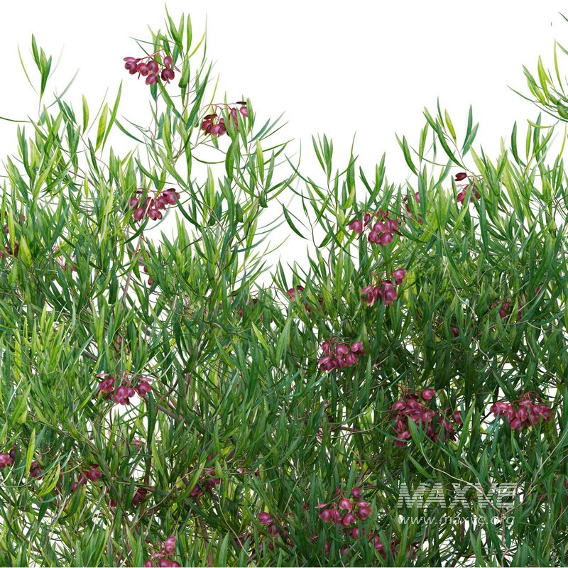 Dodonaea viscosa – Florida Hopbush - Image 2