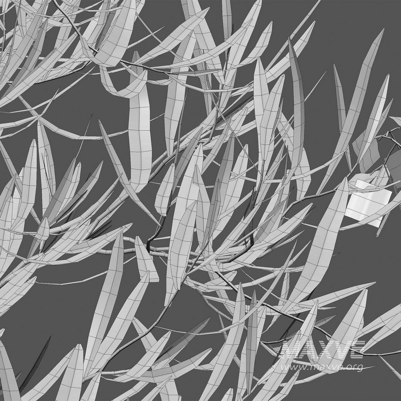 Dodonaea viscosa – Florida Hopbush - Image 4