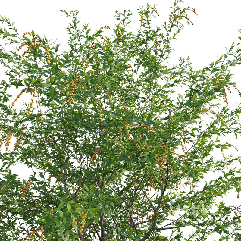 Duranta erecta – Pigeon Berry – Skyflower 02 - Image 2