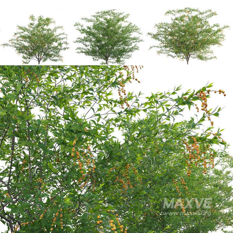 Duranta erecta – Pigeon Berry – Skyflower 02 - Image 1