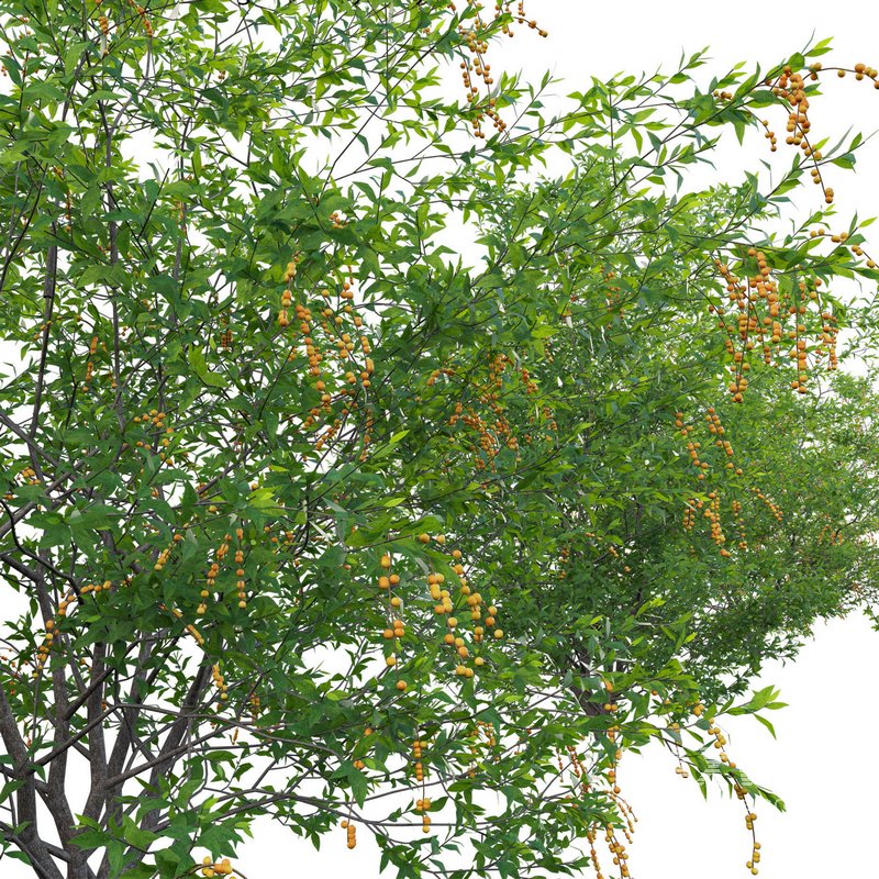 Duranta erecta – Pigeon Berry – Skyflower 02 - Image 3