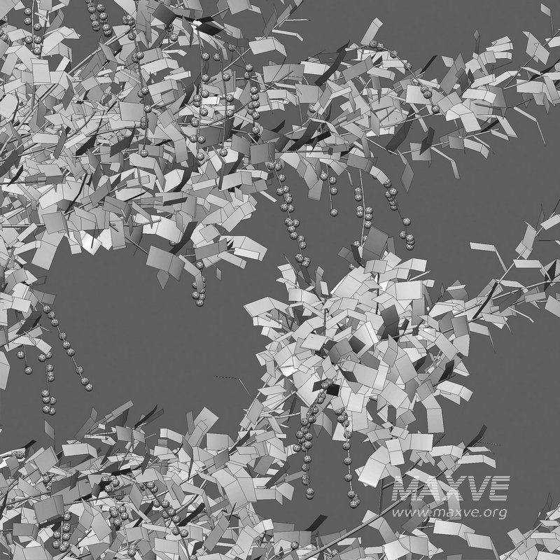 Duranta erecta – Pigeon Berry – Skyflower 02 - Image 4