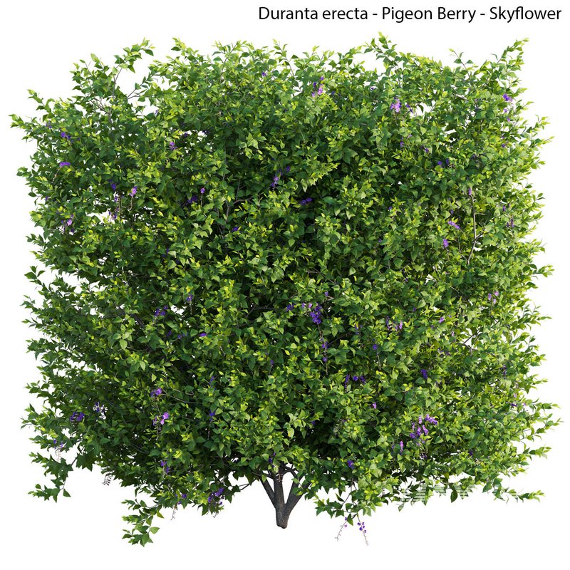 Duranta erecta – Pigeon Berry – Skyflower 03 - Image 2