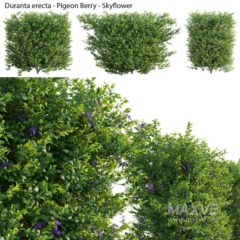 Duranta erecta – Pigeon Berry – Skyflower 03 - Image 1