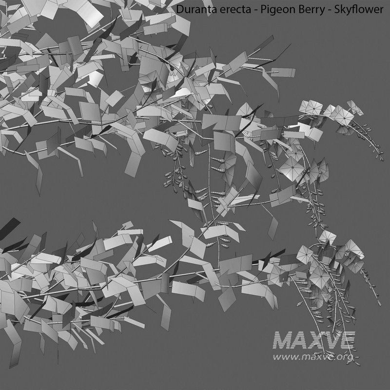 Duranta erecta – Pigeon Berry – Skyflower 03 - Image 4