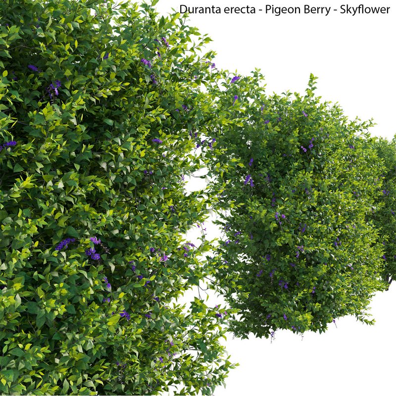 Duranta erecta – Pigeon Berry – Skyflower 03 - Image 3