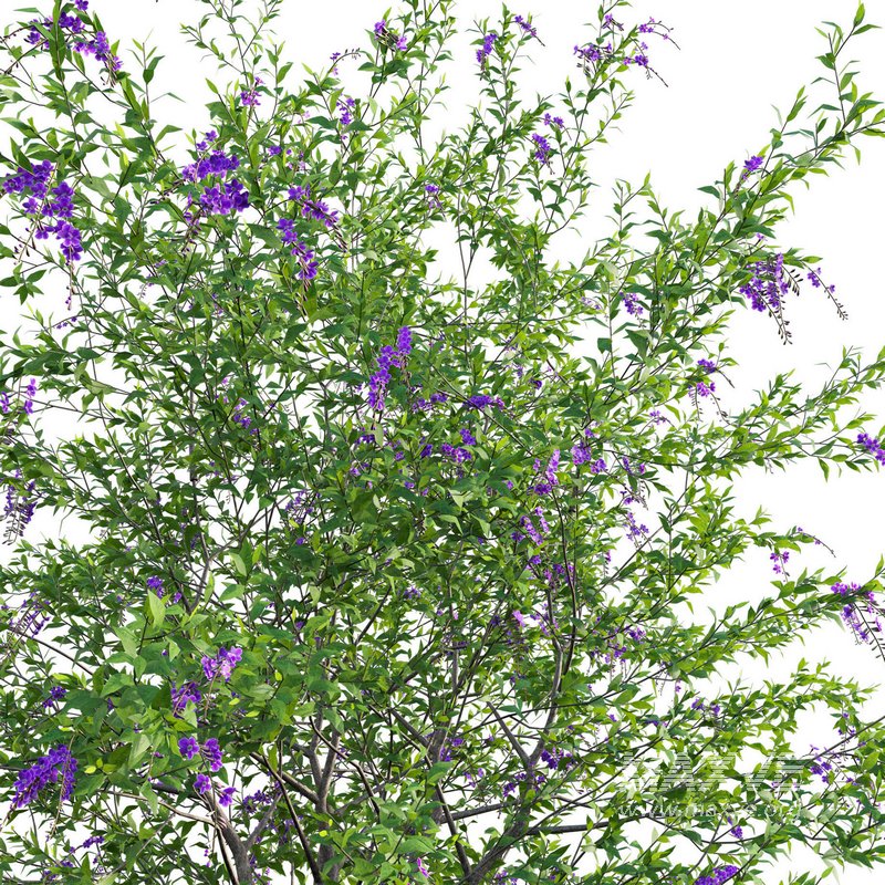 Duranta erecta – Pigeon Berry – Skyflower - Image 3