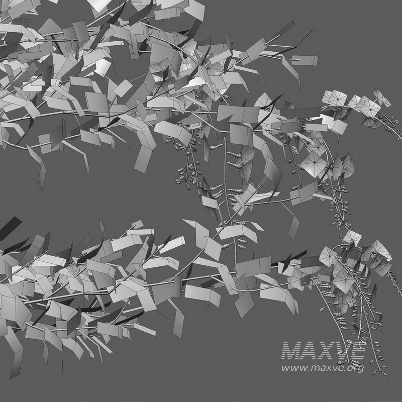 Duranta erecta – Pigeon Berry – Skyflower - Image 4