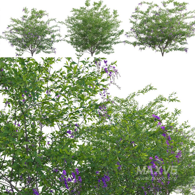 Duranta erecta – Pigeon Berry – Skyflower - Image 1