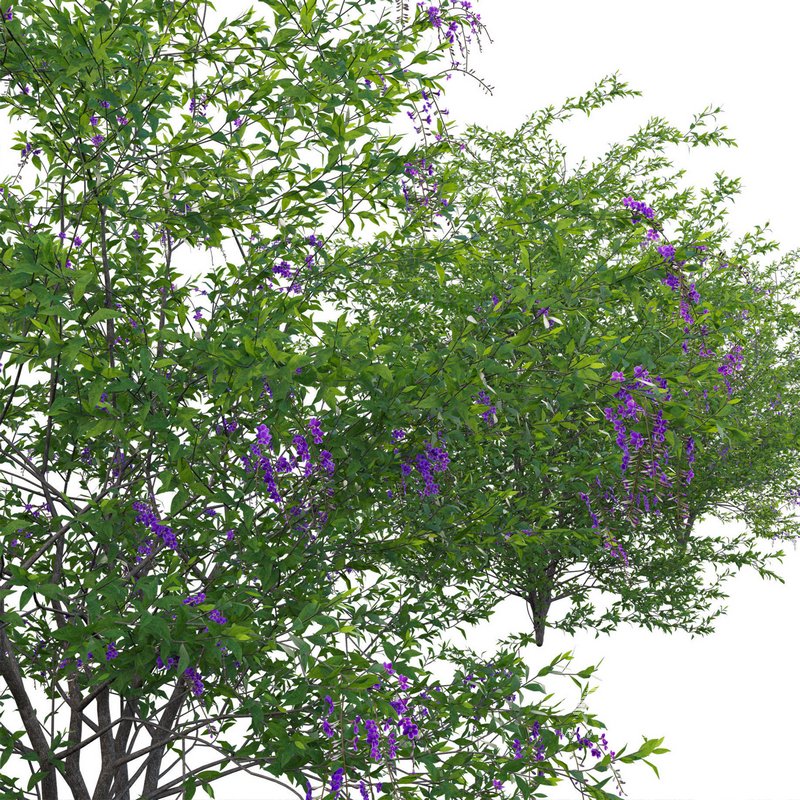 Duranta erecta – Pigeon Berry – Skyflower - Image 2